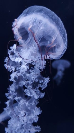 Real Jellyfish Wallpaper, White Jellyfish Aesthetic, Different Types Of Jellyfish, Real Jellyfish Photography, Jellyfish Reference Photo, Bioluminescence Jellyfish, Manowar Jellyfish, Jellyfish Person, Blue Jellyfish Aesthetic