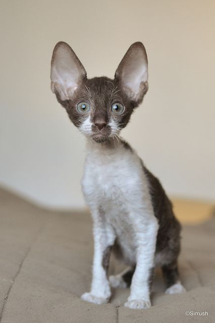 Cornish Rex Kitten...Ohhhhh...so cute. Cornish Rex Kitten, Small Cat Breeds, Cornish Rex, Rex Cat, Devon Rex, Sphynx, Cute Cats And Dogs, Wild Life, Pretty Cats