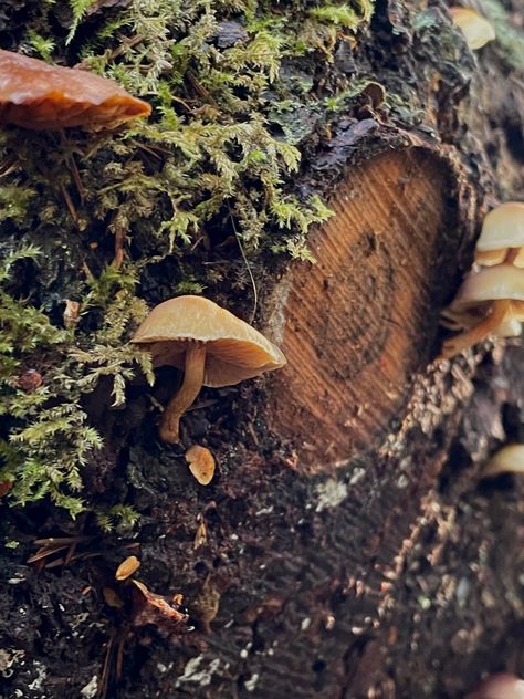 Mushrooms, moss, log, moss on a log, green, brown, its so cold, A Log, Photo Reference, Painting Oil, Green Brown, Stuffed Mushrooms, Oil Painting, Art Painting, Log, Green