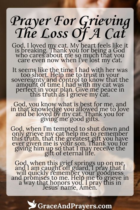 In moments of sorrow and grief over the loss of a cherished feline companion, let us turn to prayer for comfort and healing.

This prayer is a heartfelt plea for God's peace and solace to surround those mourning the loss of their beloved cat. 

Find solace and support in this prayer and more at Grace and Prayers, as we lift up those grieving the loss of a beloved pet with empathy and compassion. Loss Of A Cat, Genesis 3 19, Pray For Others, Job 1 21, Prayer For Comfort, God's Peace, Empathy And Compassion, Talk To God, Prayer Of Thanks