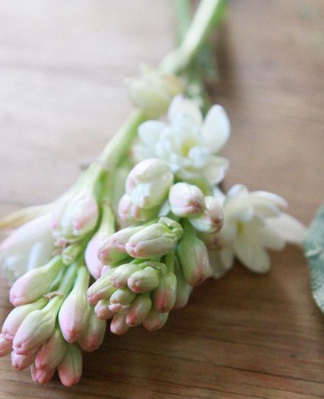 Bouquet for a New Baby, Tuberose, Gardenista Polianthes Tuberosa, Floral Arrangements Diy, Older Sister, Pink And White Flowers, Morning Flowers, Flower Farm, Summer Garden, Belleza Natural, Floral Arrangement