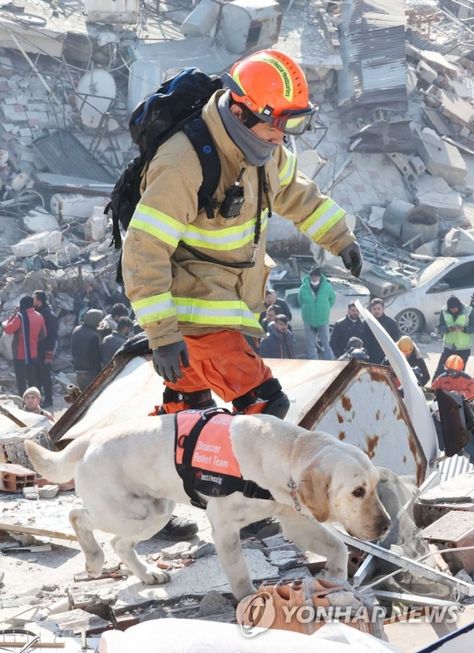 A brave Korean Disaster Relief dog continues rescue search in Turkey despite sustaining injuries Turkey And Syria, Poker Run, Search And Rescue Dogs, Feeling Fatigued, Rescue Team, February 10, Four Days, Lack Of Sleep, Search And Rescue