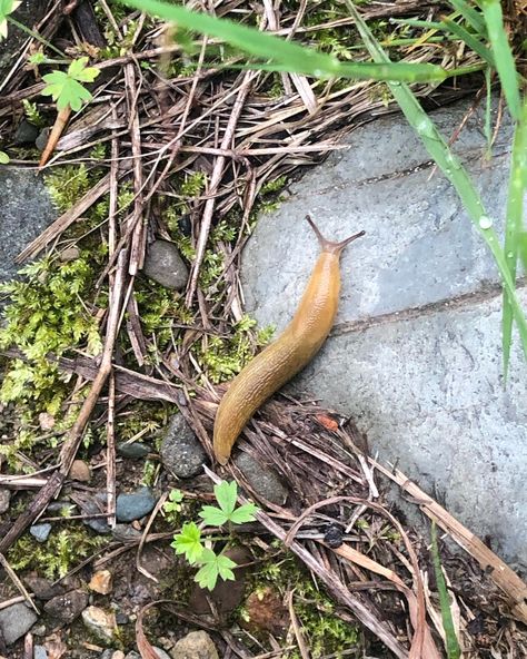 Slugs Aesthetic, Earth Green Aesthetic, Slug Aesthetic, Slug Creature, Banana Slugs, Slugs In Garden, Summer Nostalgia, Core Aesthetics, Earth Green