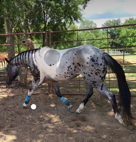 Pretty Horse Coats, Unique Horse Coats, Pintaloosa Horse, Rare Horse Colors, Horse Unique, Unusual Horse, Horse Markings, Horse Coat Colors, Rare Horses