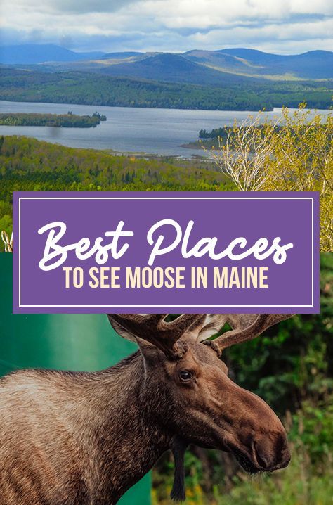 Maine Travel, The Atlantic, New Hampshire, Vermont, Places To See, Moose, Adventure Travel, Travel Destinations, The Good Place