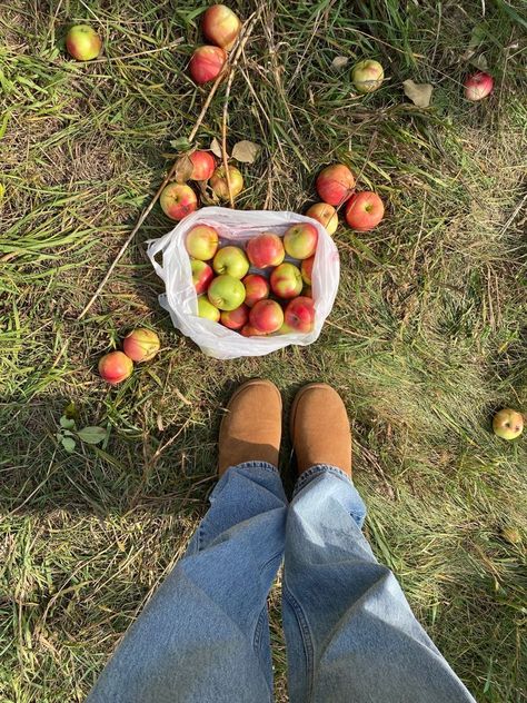 Fall Apple Orchard Aesthetic, Fall Aesthetic Moodboard, Apple Orchard Instagram Pictures, Apple Picking Instagram Pictures, Apple Girl Aesthetic, Fall Apple Picking Aesthetic, Soft Fall Aesthetic, Soft Warm Aesthetic, Apple Orchard Aesthetic