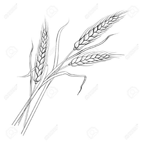 3 Heads of wheat, two grandpas, one dad Wheat Drawing, Wheat Tattoo, Wheat Vector, Mouth Cartoon, Motif Vector, Liturgical Calendar, Midlife Crisis, Upper Arm Tattoos, Image Nature