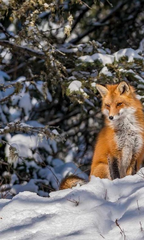 Red Fox Pictures, Fox Species, Fox Aesthetic, Fox Wallpaper, Wild Animal Wallpaper, Fox Pictures, Fox Painting, Animals Photos, Pet Fox