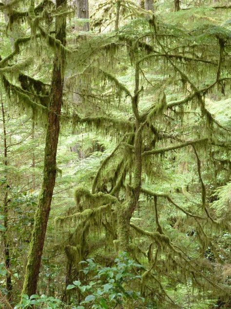 Pacific Rim National Park, Vancouver Island Pacific Rim National Park Canada, Leatherback Pacific Rim, Pacific Rim Uprising, Charlie Hunnam Pacific Rim, Pacific Rim Mako And Raleigh, Cavendish Beach, Pacific Rim National Park, Canada Photos, Pacific Rim