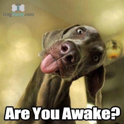 You Awake Brooklyn Nets, Weimaraner, Sense Of Humor, Funny Animal Pictures, Dog Memes, Great Dane, Akita, Animal Memes, Cute Funny Animals