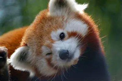 Panda pics like these are meant to be oggled. Honestly, what could be more adorable? Red Panda Images, Panda Merah, Panda Day, Panda Images, Panda Lindo, Funny Pigs, Vizsla Puppies, Cute Hamsters, Kittens And Puppies