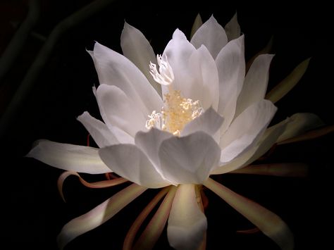 Night-blooming Cereus, Epiphyllum oxypetalum | Flickr - Photo Sharing! Epiphyllum Oxypetalum, Night Blooming Cereus, Night Blooming Flowers, Lotus Flower Pictures, Orchid Cactus, Color Palette Yellow, Flower Art Drawing, Night Flowers, Moon Garden