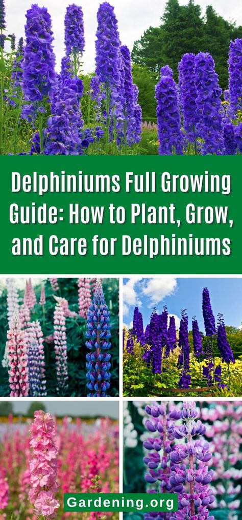 Delphiniums Full Growing Guide: How to Plant, Grow, and Care for Delphiniums Delphinium Garden, Delphinium Elatum, Alaska Living, Perfect Yard, Howe Farms, Delphinium Flower, Delphinium Plant, Coastal Ideas, Full Sun Flowers