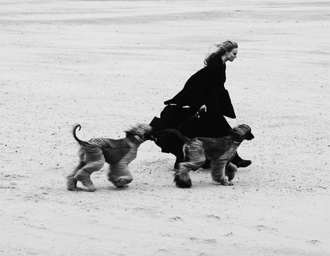 Beach Dog Photos, Ymre Stiekema, Afghan Hounds, Editorial Art, Dog Photoshoot, Art Exhibits, Afghan Hound, Dog People, Harper’s Bazaar