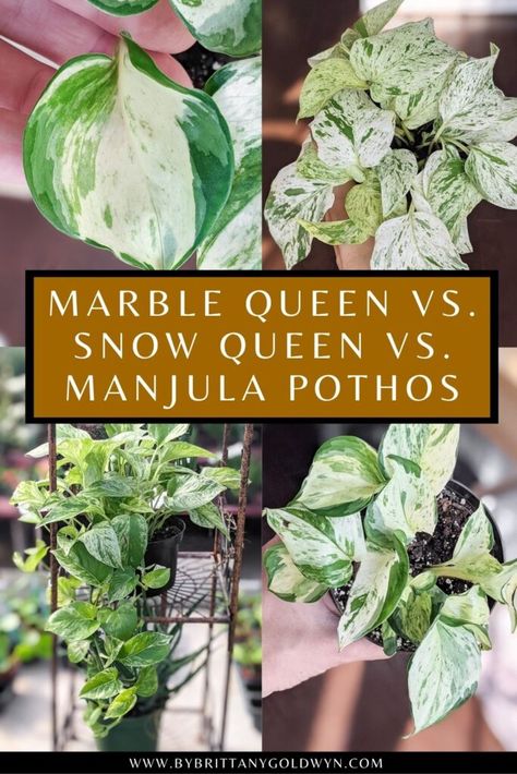 Money Plant Care, Pothos In Water, Manjula Pothos, Pothos Care, Pothos Plant Care, Marble Queen, Marble Queen Pothos, Lucky Plant, Golden Pothos