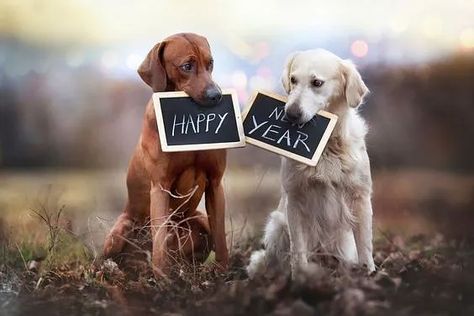 Wish your loved ones Happy New Year with these memorable quotes and images on WhatsApp, Facebook, Instagram Happy New Year Dog, Modern Birthday, Happy New Year 2020, Happy Year, New Year 2020, Dog Images, Birthday Images, Nouvel An, How To Clean Carpet