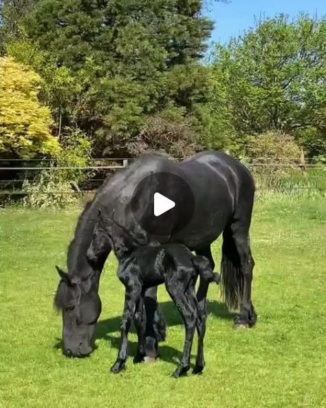 @dark.horses1 on Instagram: "So beautiful 🖤 @fantastic.horse1  🎥 By @poortershoek_friesians  Do you love horses ?  . . . . . . . #horse #horses #horsesofinstagram #equestrian #horseriding #pony #equine #pferd #equestrianlife #dressage #horselove #instahorse #love #horselover #showjumping #cheval #photography #horselife #nature #horseofinstagram #pferde #caballo #caballos #riding #horsebackriding #cavalo #horsephotography #pferdeliebe #cavalos" Wild Horse Videos, Friesian Horse Photography, Unusual Horse, Quarter Horse Stallion, Horse Dance, Funny Horse Videos, Beautiful Horses Photography, Show Jumping Horses, Love Horses