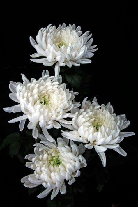 Chrythansemum Flower, Crsanthmum Flower, Chrisantemum Flower Bouquet, Crysthanamum Flowers, Crysantenum Flower Aesthetic, Crythanthimum Flowers, Crysamthmum Flower, Chrisanthiums Flower, Crisanthiums Flower