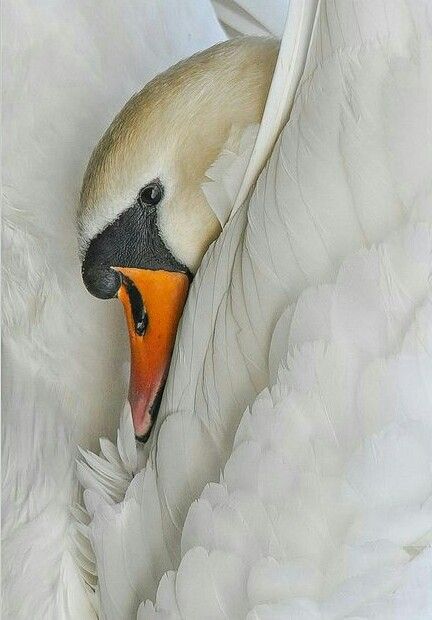 Resting Swan! Swan Love, Mute Swan, Swans Art, Beautiful Swan, White Swan, All Birds, Pretty Birds, Bird Photo, Swans