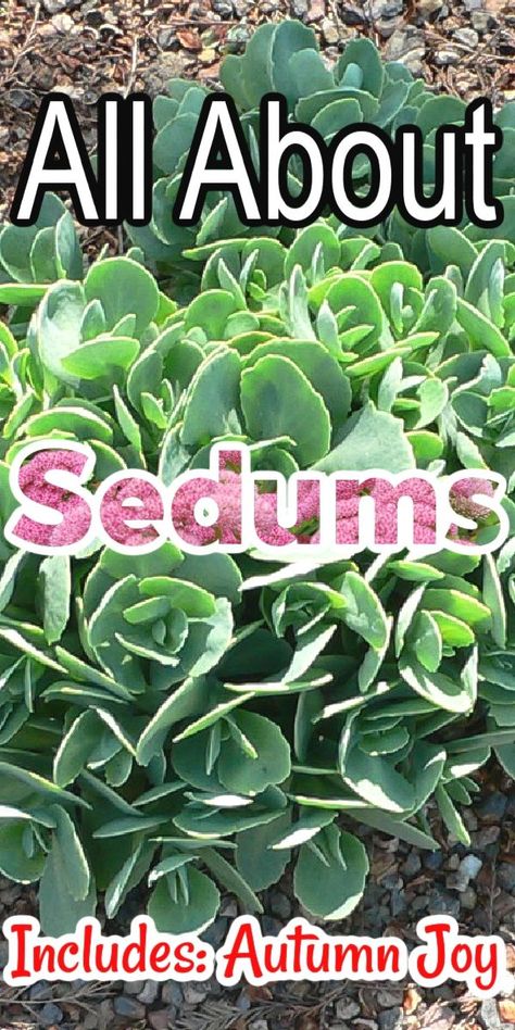 Sedum Ground Cover, Sedum Autumn Joy, Sedum Garden, Lavender Plant Care, Art Creative Ideas, Sedum Plant, Plants Under Trees, Water Wise Plants, Homestead Gardens