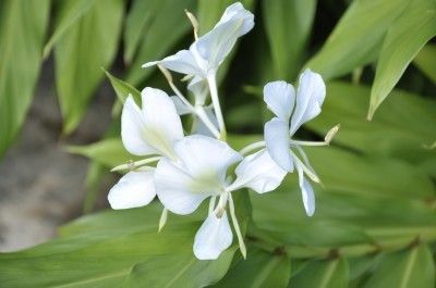 Butterfly Ginger Lily Care – Growing Hedychium Ginger Lilies Big Leaf Plants, Lily Care, Ginger Lily, Essential Oil Usage, White Garland, Ginger Plant, Ginger Flower, Ginger Essential Oil, Lily Plants