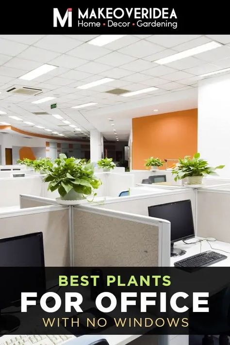 14 Absolutely Best Plants for an Office with No Windows No Window Home Office, Office Window Ledge Decor, Best Office Plants No Windows, Best Plants For Office With No Window, Plants For Windowless Office, Office Plant Ideas, Decorate Corporate Office, Office Without Windows Ideas, Green Office Decor Ideas