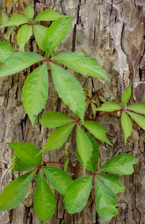 Kill Poison Ivy Naturally, Natural Remedy For Poison Ivy, Jamie Aesthetic, How To Stop Poison Ivy Itching, Poison Ivy Rash Pictures, Poison Oak Plant, Poison Sumac Plant, Kill Poison Ivy, Poison Ivy Rash