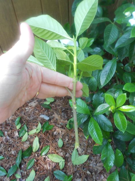 Propagation Plants, Gardenia Care, Gardenia Trees, Growing Gardenias, Rooting Plants, Gardenia Bush, Gardenia Plant, Peace Garden, Decorative Plants