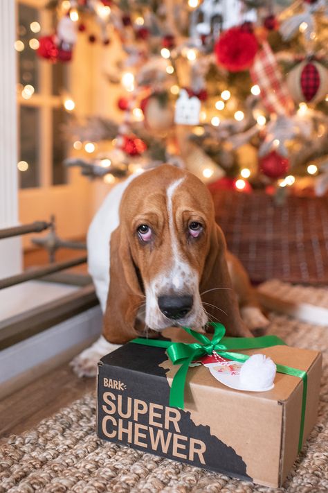 Houston Lifestyle, Basset Hounds, Bark Box, Diy Dog, Animal House, Pet Gift, Diy Dog Stuff, Dog Stuff, Happy Dogs