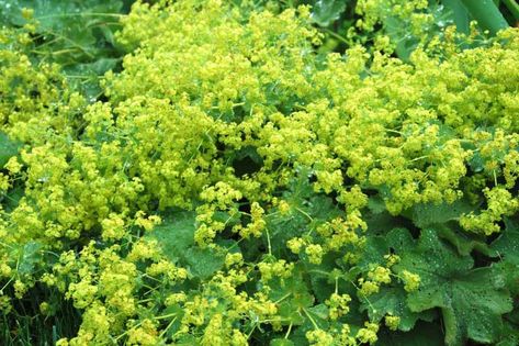 Cultivated since the 19th century, award-winner Alchemilla mollis (Lady's Mantle) provides a lovely finish to a border or a path edge and blends beautifully with most perennials. This clump-forming perennial forms dense, leafy mounds of scallop-edged, toothed, densely hairy, light green leaves which nicely retain moisture beads after the rain. Ladys Mantle, Garden Retreat Ideas, Alchemilla Mollis, Lady's Mantle, Fragrant Garden, Best Perennials, Shrub Roses, Peonies Garden, Buy Plants