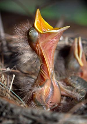 Image American Robin, Baby Birds, Baby Bird, The Nest, Amazing Animals, Bird Watching, Bird Feathers, Love Birds, Beautiful Creatures