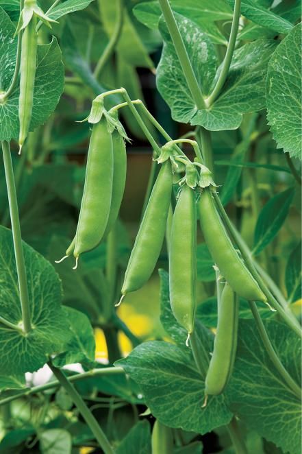 Snap Peas Growing Blackberries, Growing Peas, Planting For Kids, Pea Plant, Pineapple Planting, Lettuce Seeds, Foto Langka, Fall Vegetables, Grow Plants