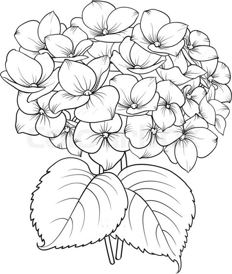 Pin by Sheila Slatter on Hydrangeas! | Flower line drawings, Flower ... Doodle Mandala, Flower Hydrangea, Sharpie Doodles, Color Wheels, Hydrangea Painting, Doodle Borders, Flower Line Drawings, Flower Drawing Tutorials, Flower Drawings