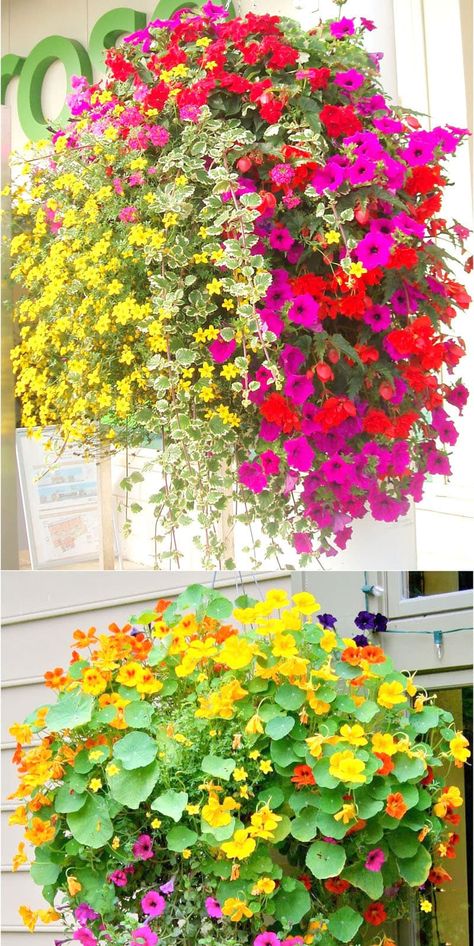 How to plant 15 beautiful hanging baskets with complete designer plant lists for each! Lots of tips on growing best hanging plants & flowers in sun & shade! 24 designer plant lists for beautiful container gardens colorful mixed flower pots combinations: great patio planting ideas backyard landscape designs! – A Piece of Rainbow #backyard #gardens #gardening #gardeningtips #urbangardening #gardendesign #landscaping #gardenideas #containergardening #diy #summer #spring #porch #patiodesigns #patio Mixed Flower Pots, Hanging Basket Plants, Hanging Plants Outdoor, Hanging Plants Diy, Trailing Flowers, Flowers Hanging, Flower Hanging, Hanging Flower Baskets, Container Gardening Flowers