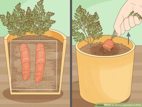 Grow Carrots, Canned Carrots, How To Plant Carrots, Carrot Gardening, Growing Carrots, Plastic Jugs, Vegetable Bed, Growing Plants Indoors, Garden Spaces