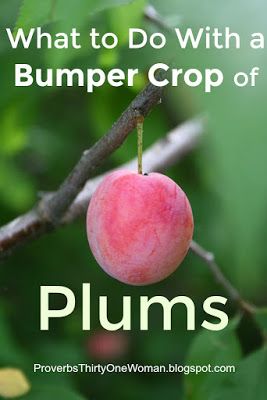 What to Do With a Bumper Crop of Plums | Proverbs 31 Woman Freezing Plums, Canning Plums, Plum Pie Recipe, Plum Ice Cream, German Plum Cake, Plum Butter, Plum Vinegar, Plum Crumble, Plum Pie