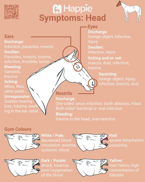 Equine Vet Tech, Horse Healing, Horse Nutrition, Equine Veterinary, Horse Farm Ideas, Horse Behavior, Horse Riding Quotes, Horse Information, Healthy Horses