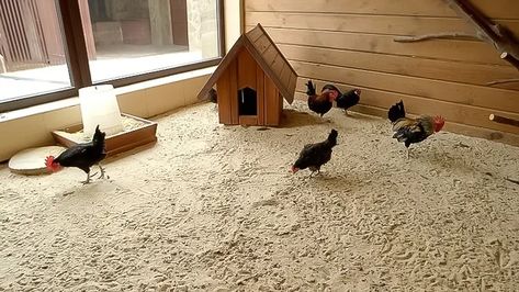 Best Sand for Chicken Coop Chicken Coop Sand, Chicken Coop Bedding, Coop Run, Chickens In The Winter, Sand Floor, Chicken Shed, Duck Coop, Types Of Chickens, Chicken Coop Run