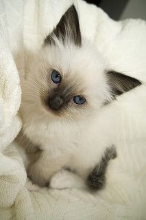 Rag Doll Kitten | Flickr - Photo Sharing! Kittens White, Birman Kittens, Siamese Kittens, Ragdoll Cats, Söt Katt, White Kittens, Here Kitty Kitty, Domestic Cat, Ragdoll Cat