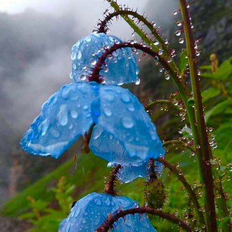 #ProductTester #Reviewer on Instagram: “#momfluenster” Valley Of Flowers, Flowers Illustration, Blue Poppy, Morning Dew, Water Droplets, Poppy Flower, In The Rain, Flower Petals, Himalayan