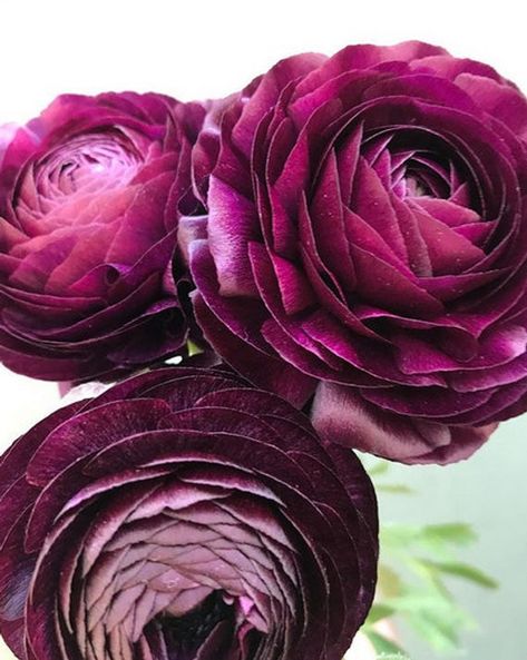 Name: Zi Yuren Dark Purple Ranunculus Asiaticus Perennial Flower Seeds Big Blooming Flowers Sku: TS077 Quantity: 20 seeds Package: professional pack Pink Astilbe, Blush Peony, Moody Gardens, Flowers Peonies, Dollar Eucalyptus, Blush Peonies, Ranunculus Flowers, Flowers Purple, Peony Flowers