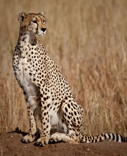 Cheetah Reference, Cheetah Sitting, Cheetah Pictures, Baby Tigers, Wild Animals Photography, Maasai Mara, Wild Animals Photos, Animal Anatomy, Animals Amazing