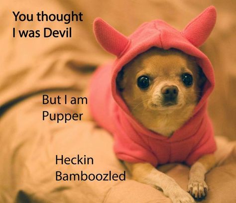 Bamboozled dump (13 bamboolzes including 1 all new OC bamboozle) - Imgur Heckin Bamboozled, Funny Dog Memes, Add Me, Funny Animal Pictures, Dog Memes, Animal Memes, Cute Funny Animals, Animals And Pets, Funny Dogs