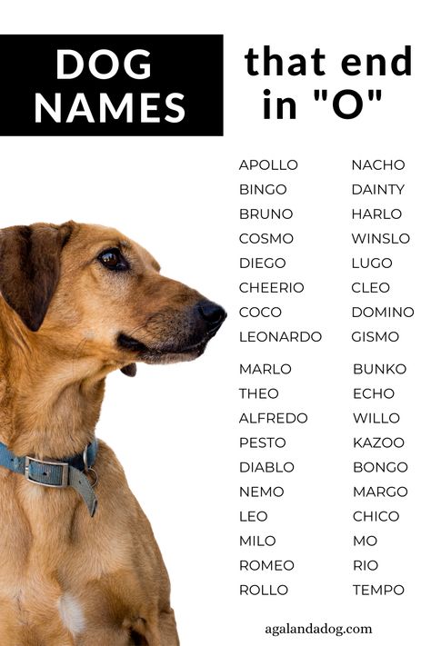 List of dog names that end in o. Rare Dog Names, Male Dog Names Unique With Meaning, List Of Dog Names, Dog Names Food Related, Brown Dog Names, Dogs Name Male, Name Dog Boy, Most Popular Dog Names, Popular Dog Names