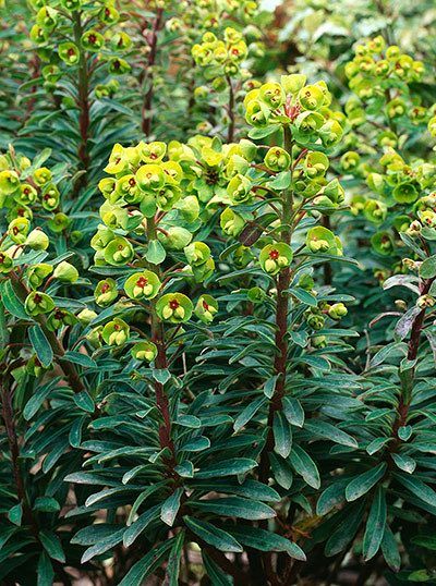 How to recreate Beth Chatto's gravel garden – in pictures Pea Gravel Garden, Beth Chatto, Bee Friendly Plants, Flower Garden Plans, Seaside Garden, Drought Resistant Plants, Full Sun Perennials, Dry Garden, Gravel Garden