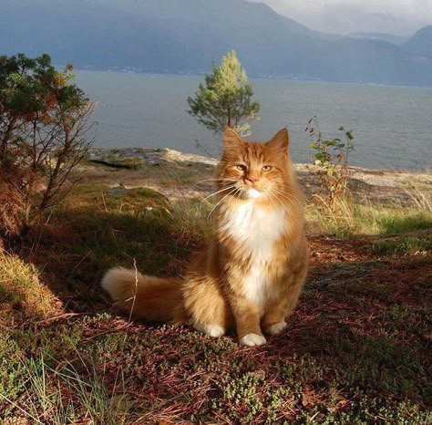 Cottagecore Cat, Söt Katt, Ginger Cats, Cat Person, Cat Aesthetic, Silly Cats, Warrior Cats, Pretty Cats, Cute Little Animals