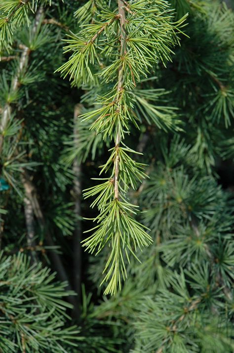 Deodar Cedar, Cedrus Deodara, Landscape Nursery, New Garden, Plant Tree, Evergreen Trees, Winston Salem, Garden Trees, Landscaping Plants