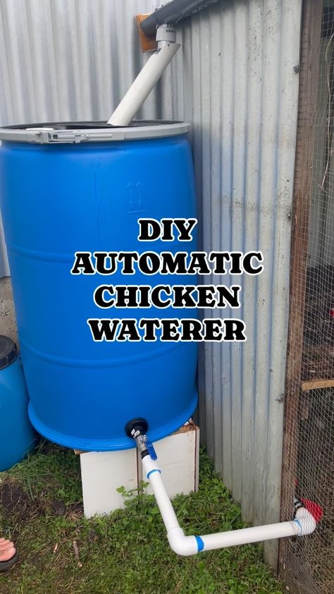 The Slow Monday 🌱 | When your husband brings your dreams to life 🙌🏼🙌🏼🙌🏼 DIY AUTOMATIC CHICKEN WATERER + RAIN HARVESTING SYSTEM ☔️ 💦 This came together so… | Instagram Chicken Tractor Watering System, Water Chicken Coop, Water Tank Chicken Coop, Chicken Watering Ideas, Chicken Automatic Waterer, Gravity Chicken Waterer, Rain Barrel Chicken Watering System, Chicken Watering System Diy, Rain Barrel Chicken Waterer