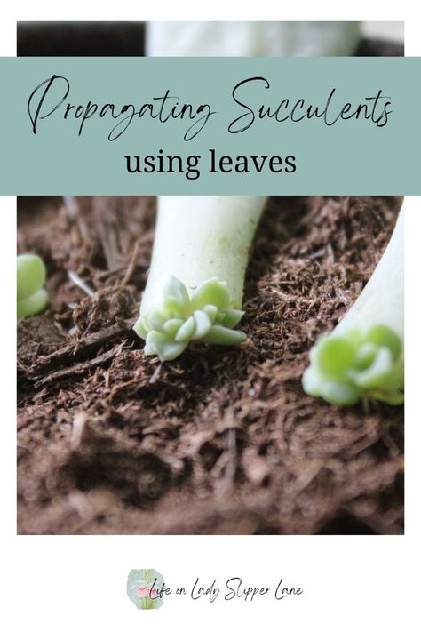 Tiny light green succulent plants growing from the end of a single succulent leaf on a bed of dirt Propagating Succulents From Leaves, How To Propagate Succulents, Propagate Succulents From Leaves, Succulent Propagation, Different Types Of Succulents, Propagate Succulents, Propagating Succulents, Types Of Succulents, Plant Propagation