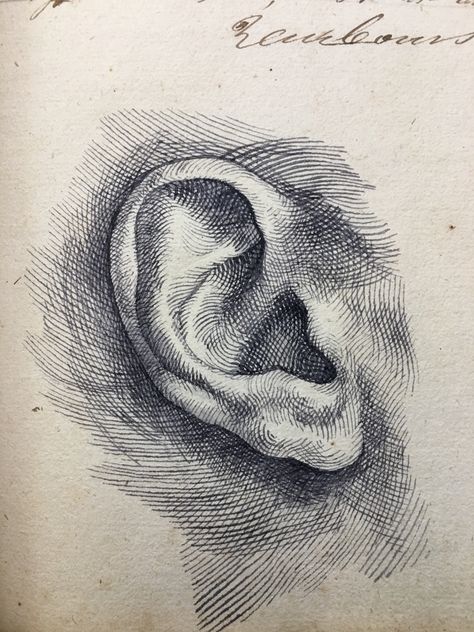 Hatch Art, Hatch Drawing, Ink Drawing Techniques, Ear Art, Arte Sketchbook, Anatomy Drawing, Pencil Art Drawings, Anatomy Art, Pen Art